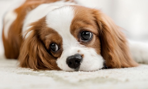 Bệnh ký sinh trùng máu ở chó: Căn bệnh cực kỳ nguy hiểm