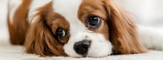 Bệnh ký sinh trùng máu ở chó: Căn bệnh cực kỳ nguy hiểm