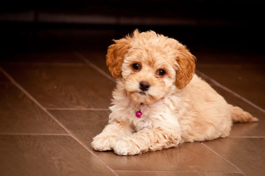 chó maltipoo màu nâu nằm trên sàn