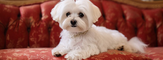 Chó Maltese - Giống chó ưa thích của giới quý tộc