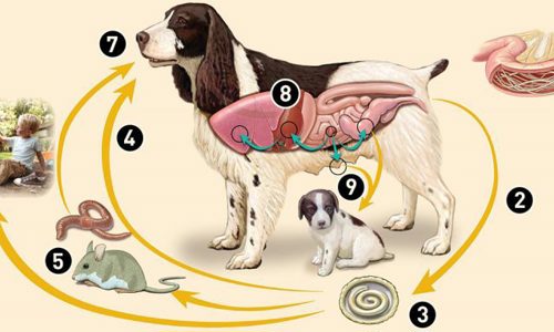 Tẩy giun định kỳ cho chó: Lịch trình chi tiết mà chủ nhân không thể bỏ qua
