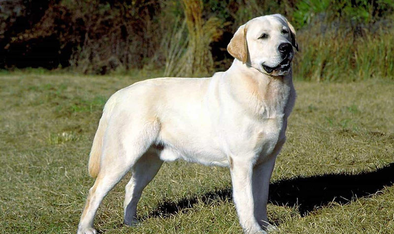 một chú chó labrador trưởng thành màu trắng đứng giữa trời nắng