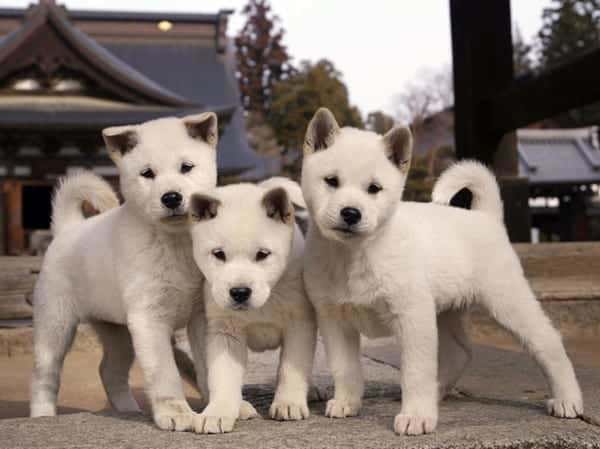 ba chú chó kishu nhật bản xinh xắn màu trắng