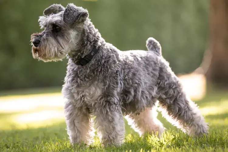 một chú chó miniature schanauzer màu ghi đứng tắm nắng trên bãi cỏ