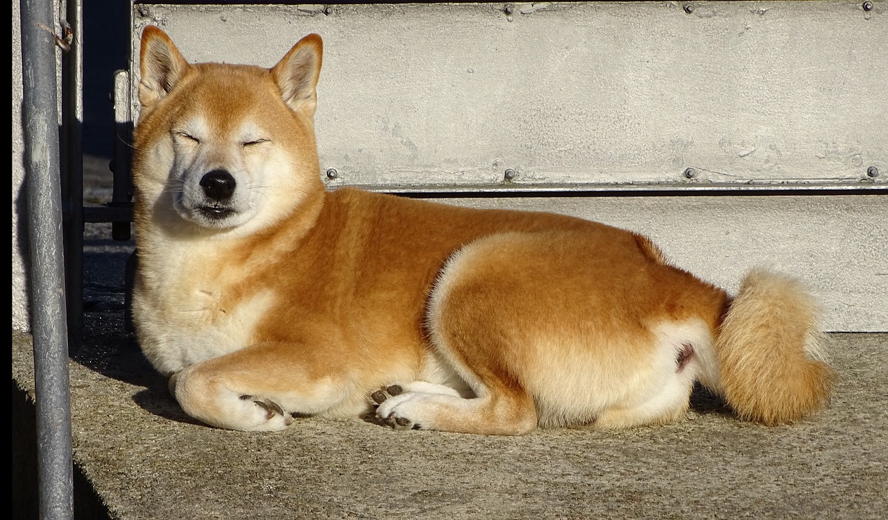 một chú chó shiba inu mắt lim dim nằm tắm nắng