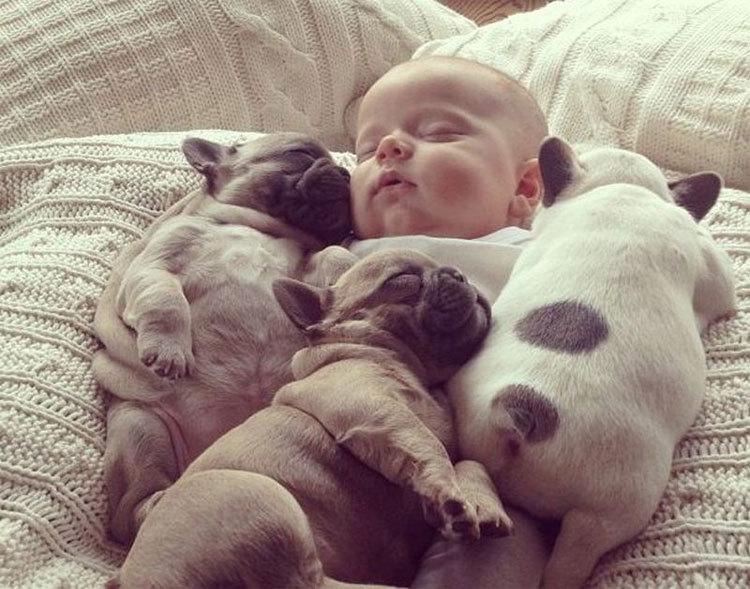 ba chú chó bull pháp con béo núc ních nằm ngủ cùng em bé đáng yêu