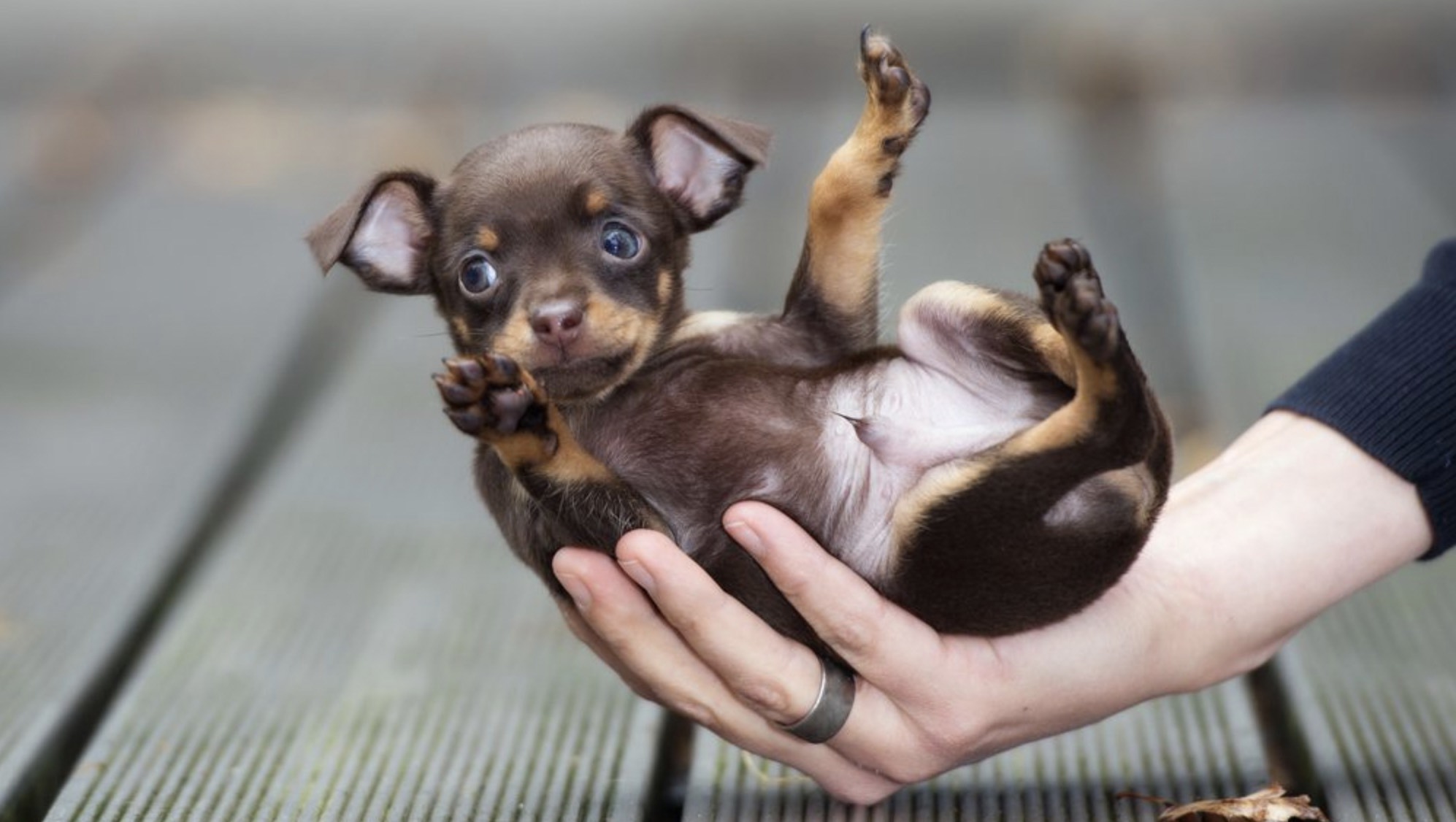 một chú chó teacup chihuahua được chủ ôm trọn trong lòng bàn tay