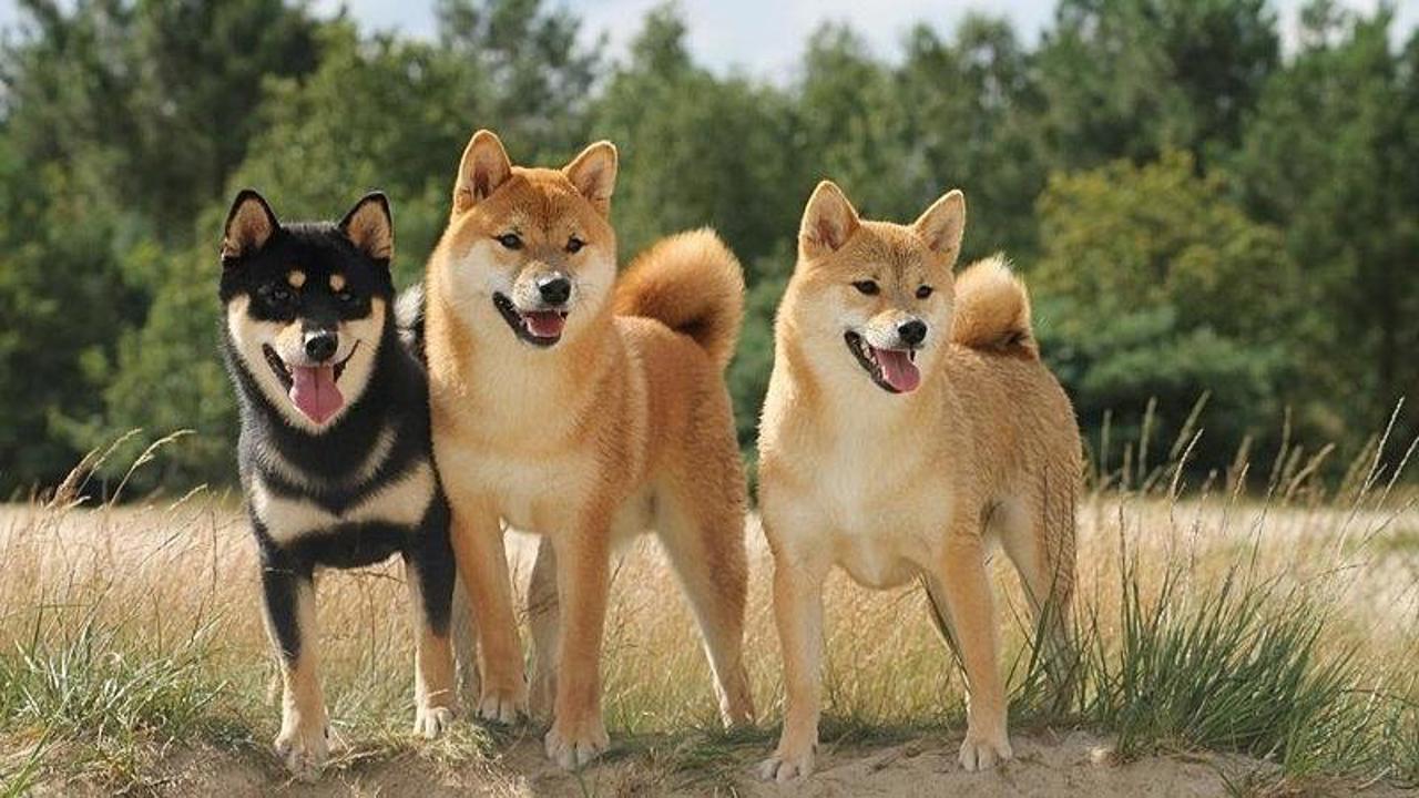 Điểm danh top 7 giống chó hiền lành nhất quả đất