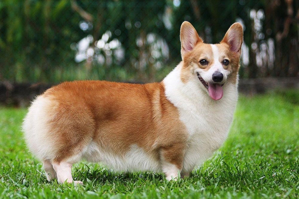một chú chó corgi mông to không có đuôi đứng ngang trên bãi cỏ