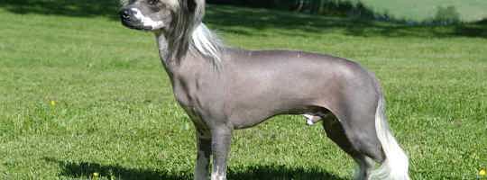 Chó không lông: giải pháp tuyệt vời cho hội con sen bị dị ứng với lông chó