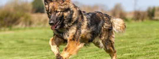 7 giống chó nghiệp vụ thông minh được cảnh sát tin dùng nhất