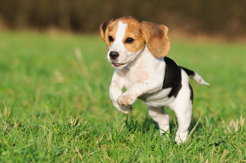 Beagle có thể vừa giữ nhà vừa chơi đùa cùng trẻ em nên là một trong những giống chó được các gia đình săn đón. 