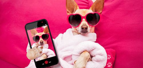 Top 5 shop áo mùa đông cho chó tại Hà Nội cực xinh và chất lượng