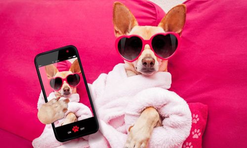 Top 5 shop áo mùa đông cho chó tại Hà Nội cực xinh và chất lượng