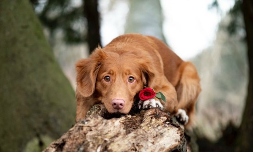 Chuyên mục tâm lý: khi những chú chó bỗng hoá 