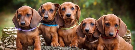 Dachshund: Chó lạp xưởng - Giống chó độc đáo và thú vị