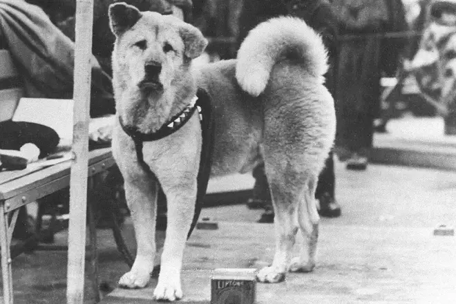 bức ảnh đen trắng chụp chú chó hachiko đứng đợi chủ ở nhà ga 