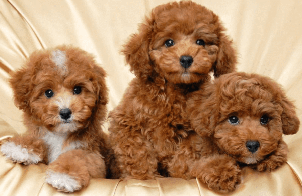 ba chú chó con poodle màu nâu đáng yêu nằm trong tấm chăn vàng