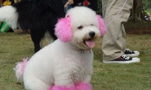 Nhuộm lông cho chó có tác hại gì đến sức khỏe của chó không? Những điều cần lưu ý khi nhuộm lông chó