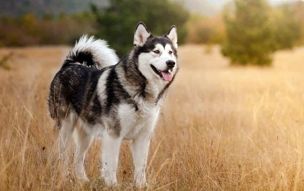 Alaskan Malamute là một giống chó lâu đời trên thế giới.