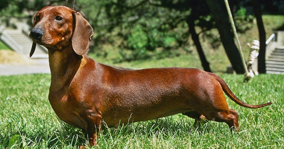 một chú chó dachshund màu nâu chân ngắn đứng trên bãi cỏ