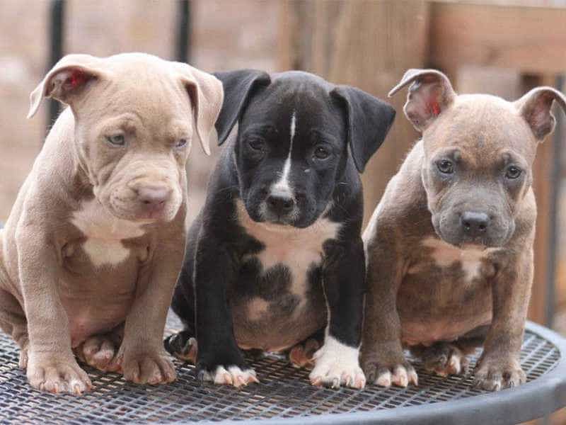 ba chú chó pitbull nhỏ ngồi trên tấm thép nhôm