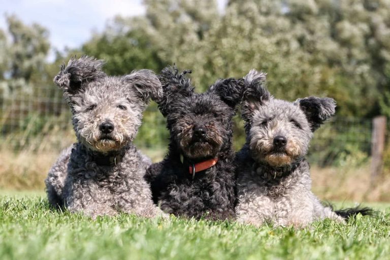ba chú chó pumi màu xám nằm trên bãi cỏ