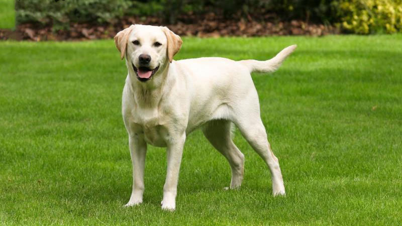 một chú chó labrador màu trắng đứng trên bãi cỏ xanh