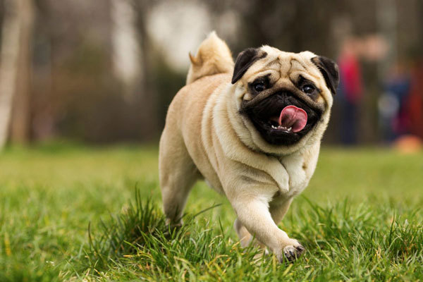 một chú chó pug màu ghi lè lưỡi tung tăng trên bãi cỏ