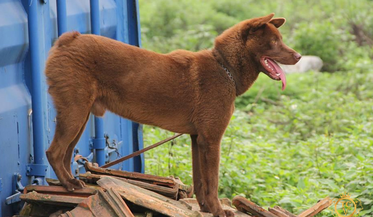 một chú chó h'mông cộc màu nâu đỏ đứng trên bãi cạnh công te nơ xanh