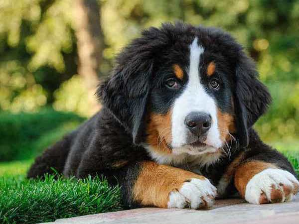 Top 10 giống chó đẹp nổi tiếng trên thế giới
