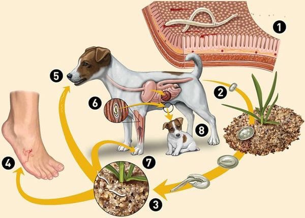 Sơ đồ lây nhiễm bệnh ký sinh trùng đường ruột ở chó