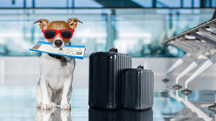 Các hãng thực hiện đường bay Quốc tế sẽ có nhiều chính sách khác nhau về việc mang chó lên máy bay 