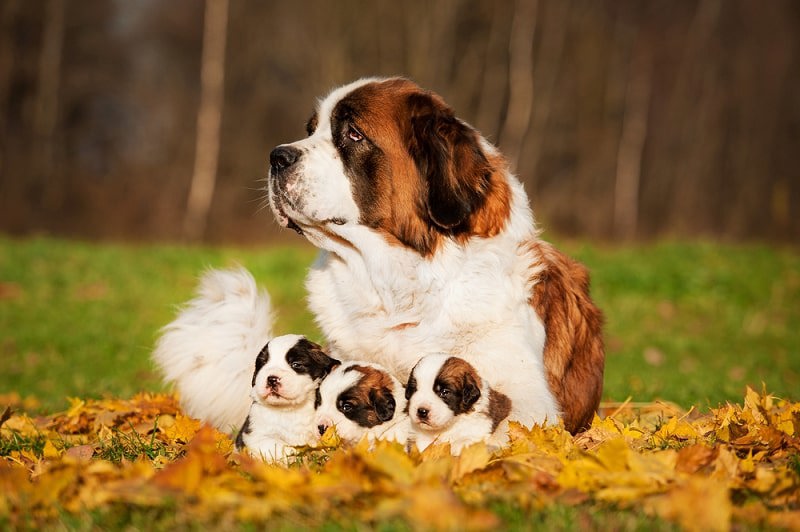 St.Bernard là giống chó có xuất xứ từ Ý và Alps Thụy Sĩ, nằm trong dòng chó cứu hộ vùng núi tuyết. 