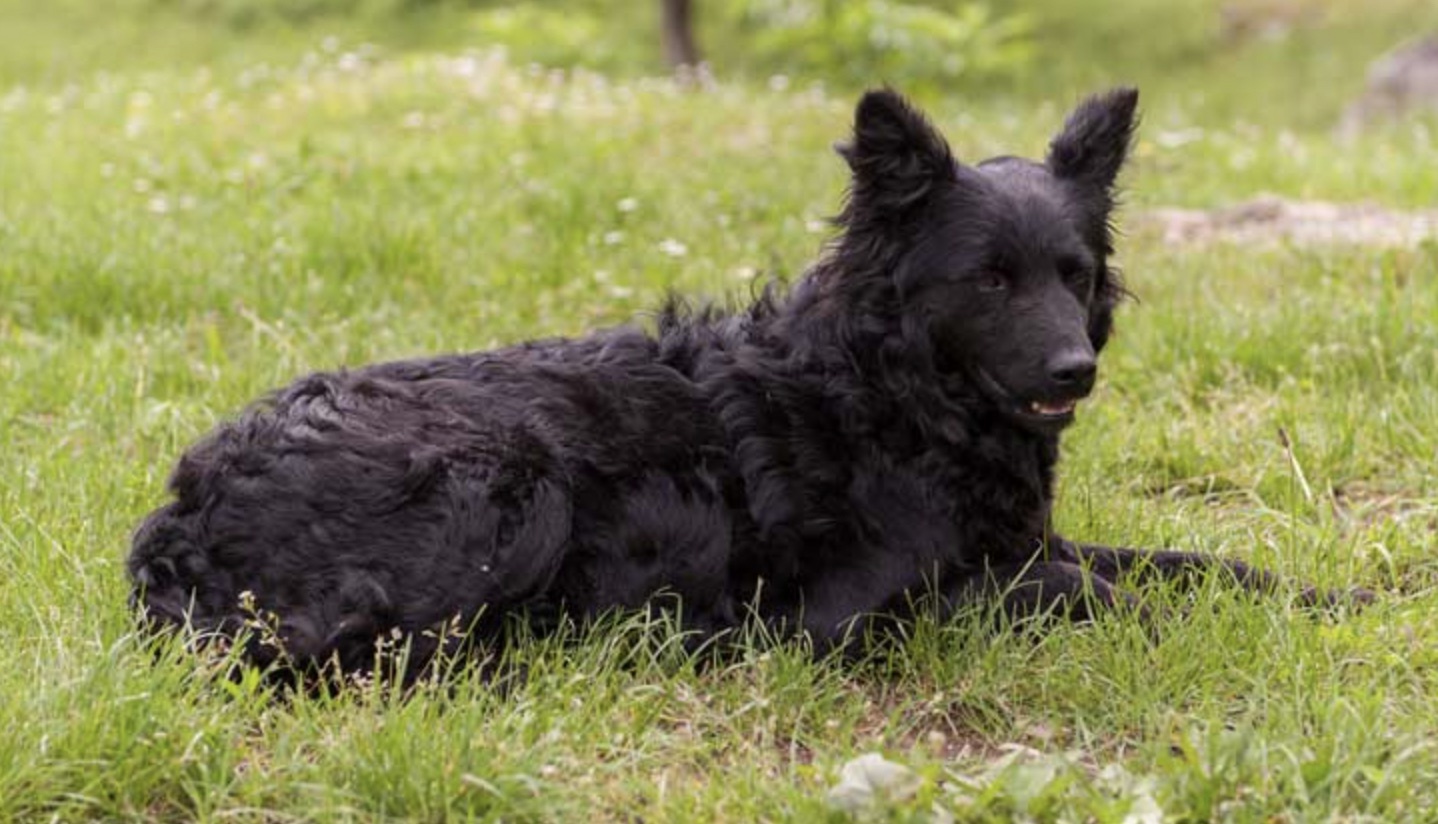 một chú chó chăn cừu croatia lông xù màu đen nằm dài trên bãi cỏ