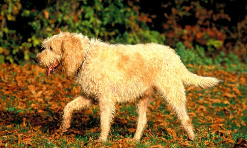 chú chó otterhound màu trắng lông xù bước đi thảnh thơi trong rừng lá vàng