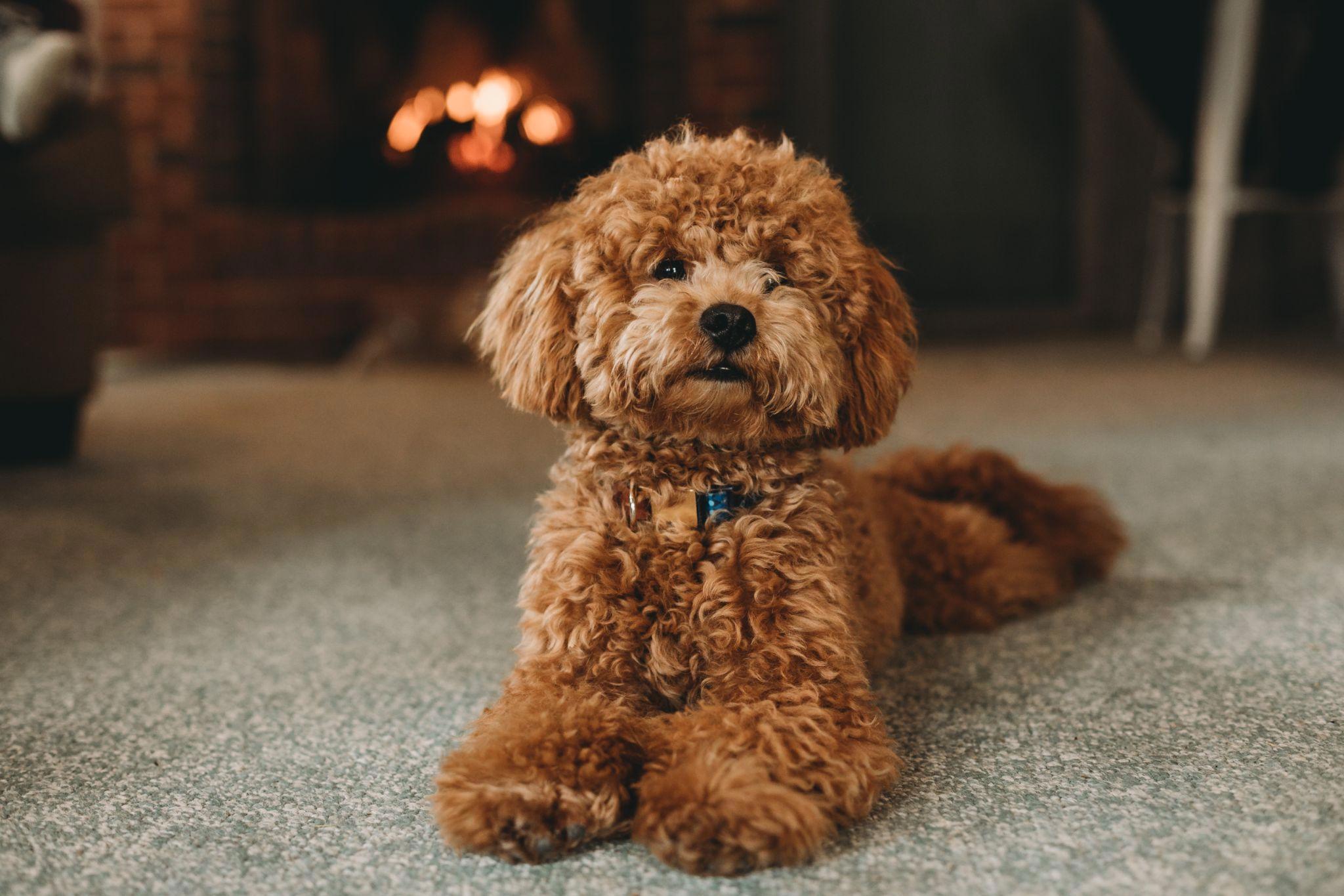 một chú chó poodle màu nâu đeo vòng cổ ngọc bích nằm duỗi chân trên thảm