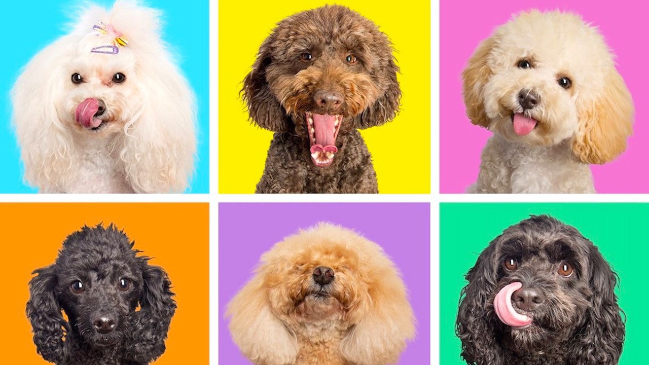 Chó Poodle giá bao nhiêu? Bảng giá chó Poodle mới nhất 2024