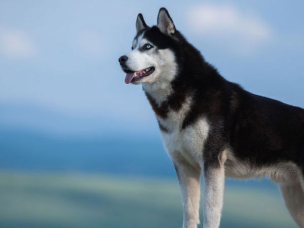 Cách phân biệt chó husky thuần chủng