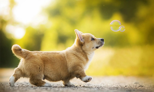 Những mẹo hay nuôi chó lớn nhanh như thổi 