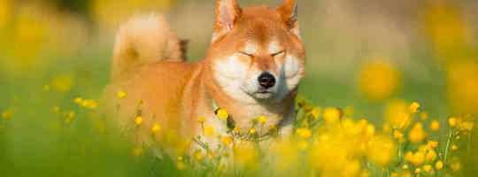 Chó Shiba - Nguồn gốc, đặc điểm, giá bán và cách nuôi
