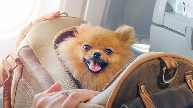 Để được bay cùng bạn, thú cưng cần được chuẩn bị đầy đủ giấy tờ và hoàn thành thủ tục bay. 