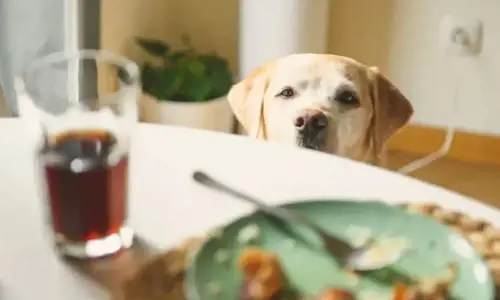 Top thói quen tưởng chừng tốt cho chó mà hại vô cùng