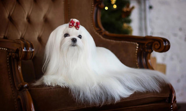 một chú chó maltese màu trắng quý tộc đep nơ đỏ nằm trên ghế bành