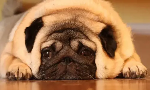 Bí quyết kéo dài tuổi thọ cún cưng, chia sẻ top 5 thói quen nhỏ giúp chú chó của bạn sống lâu hơn