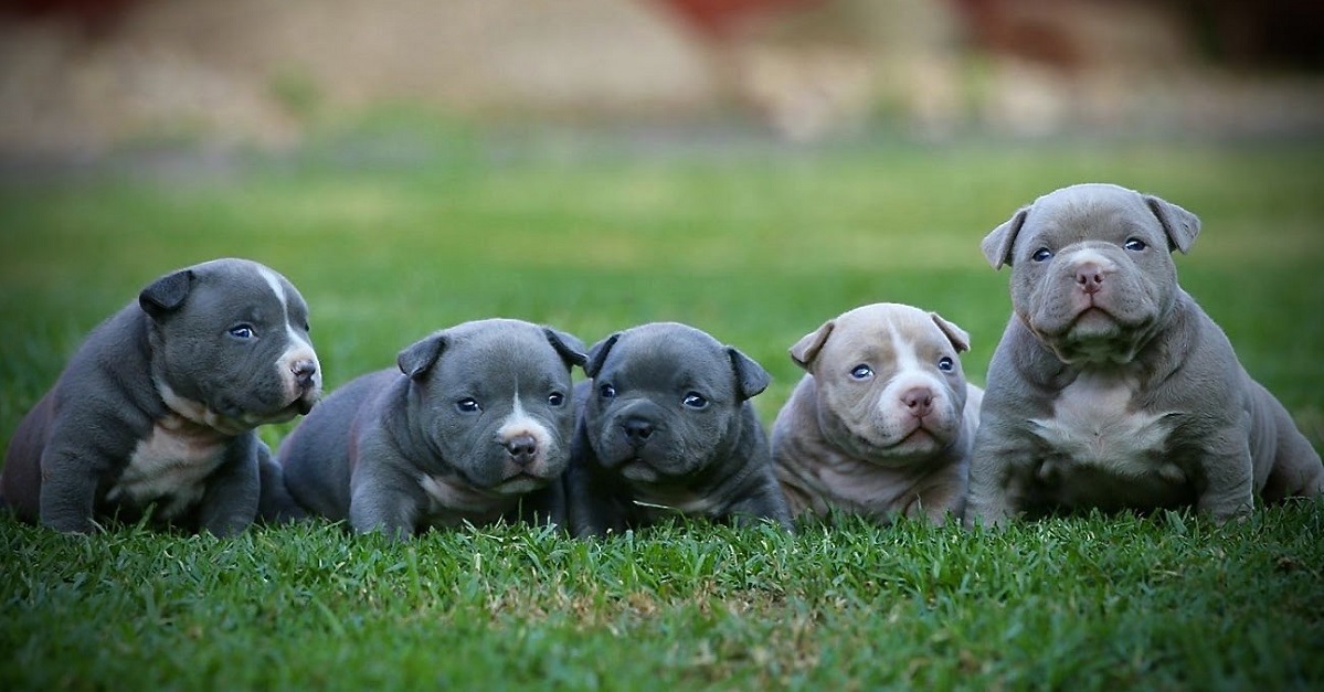 năm chú chó pitbull con màu đen