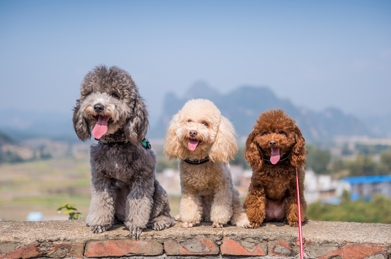 ba chú chó poodle đứng trên tường gạch