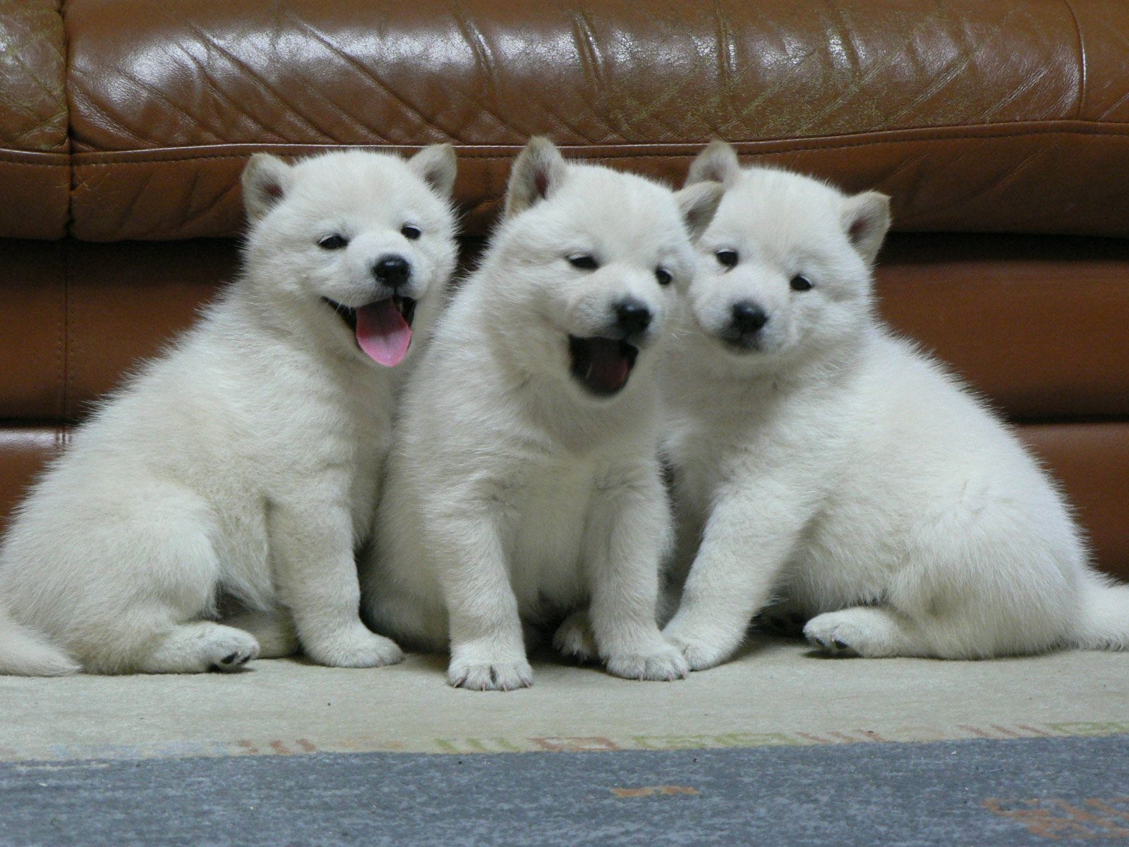 ba chú chó con hokkaido màu trắng 