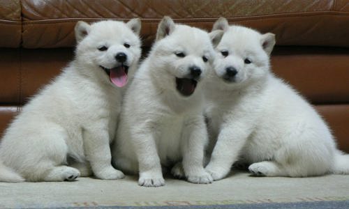 Nhận diện và giải quyết các vấn đề sức khỏe thường gặp ở chó con