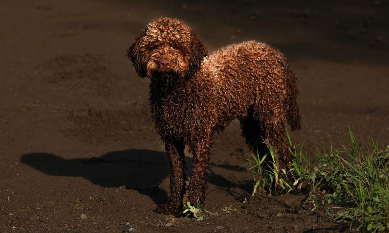 một chú chó lagotto romagnolo màu nâu trông giống như poodle đang nhìn thẳng